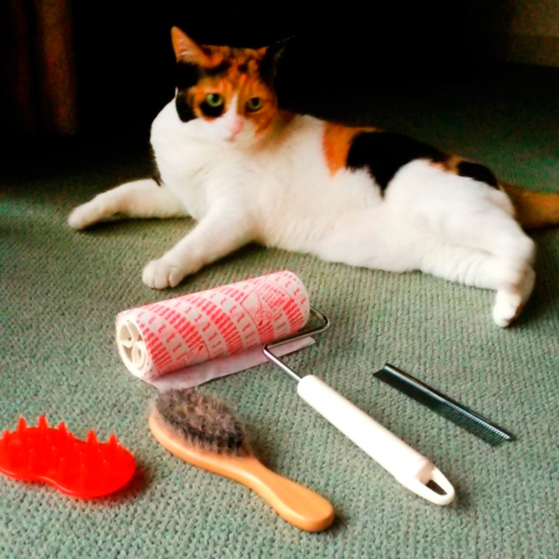 Как очистить кошачьи волосы с одежды в домашних условиях