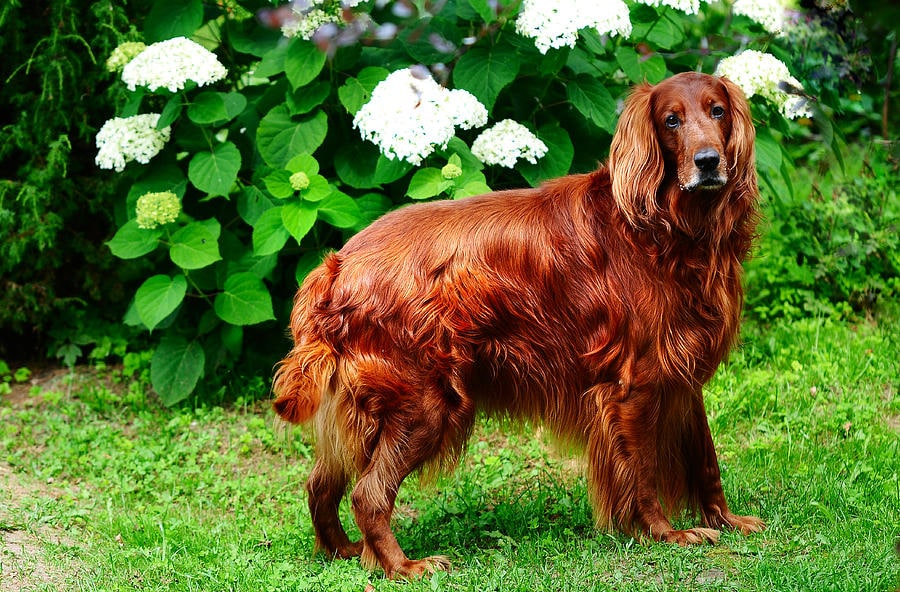 Ирландский сеттер (46 фото): характеристика породы. почему собак называют красными? характер взрослых собак, уход за  щенками в домашних условиях