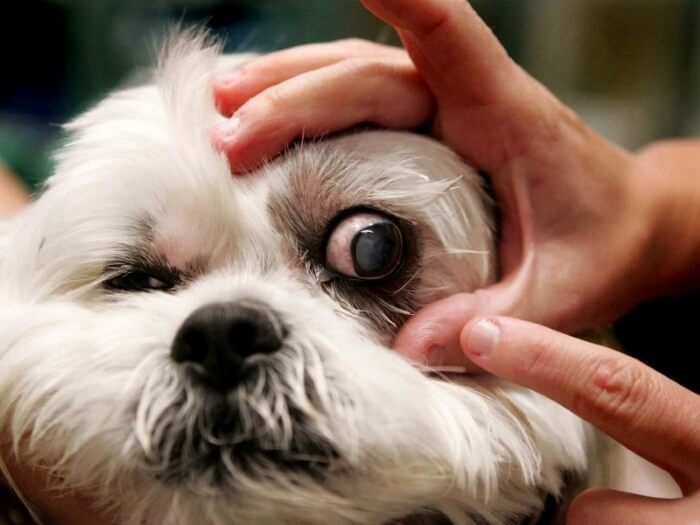 Почему выпадает шерсть вокруг глаз у собаки: причины и методы лечения | блог ветклиники "беланта"
