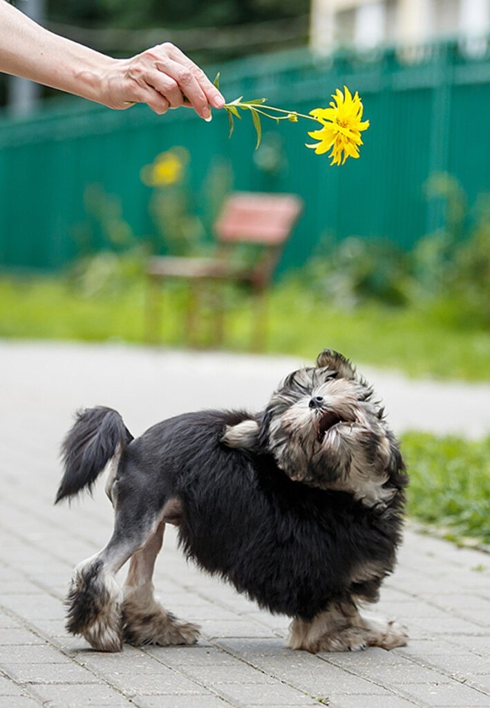 Левхен или малая львиная собака: нюансы ухода
