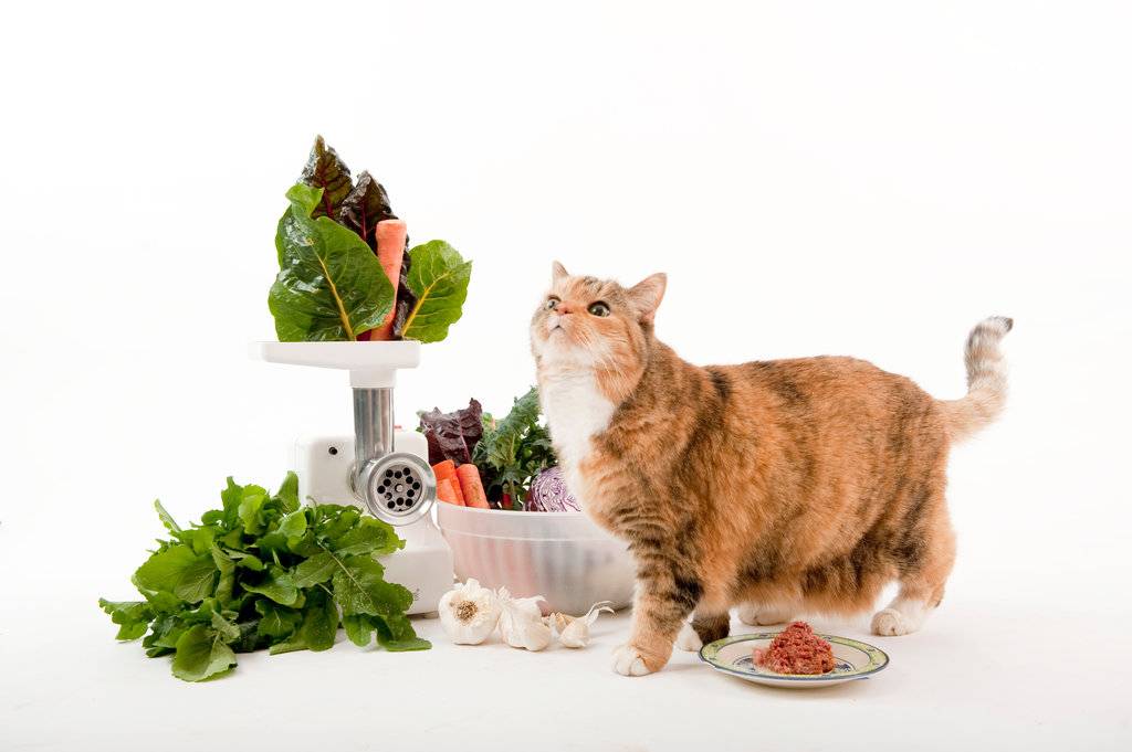 Как правильно кормить кошку: натуральное питание или промышленные корма