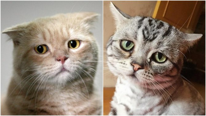 Стресс у кошек -  симптомы стресса у кота, как помочь кошке при стрессе в москве. ветеринарная клиника "зоостатус"