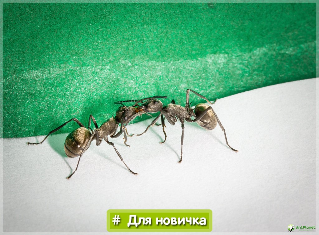 Муравьи » polyrhachis illaudata - муравей-ткач | antclub.ru | муравьи