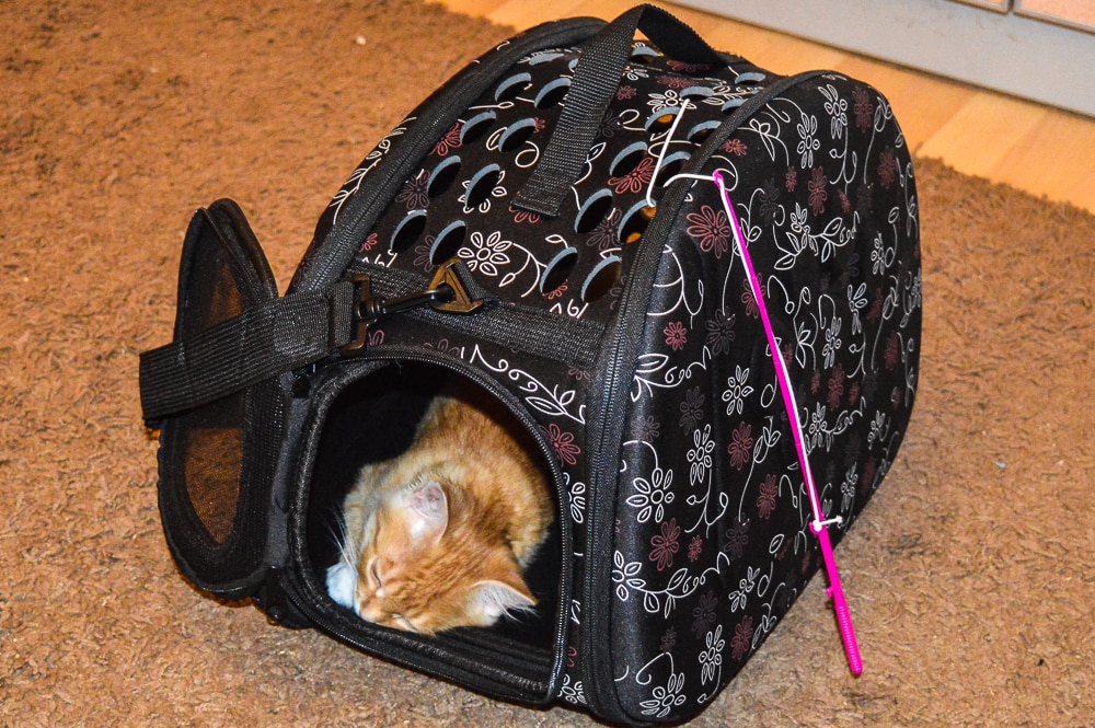 Как сделать сумку-переноску для кошек своими руками, как ее сшить, выкройка