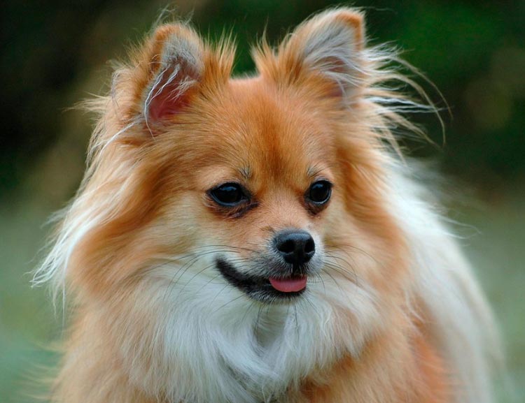 Новые породы собак (21 фото): названия новых пород больших и маленьких собак, выведенных в россии и других странах