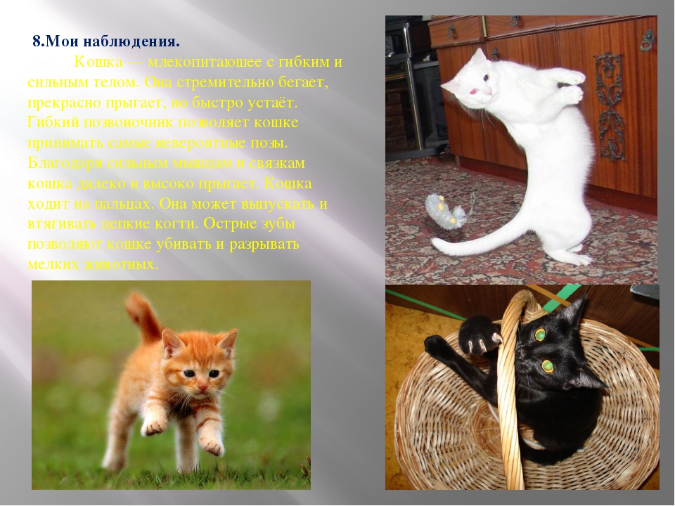 Повадки кошек: топтание, движения хвостом, мяуканье