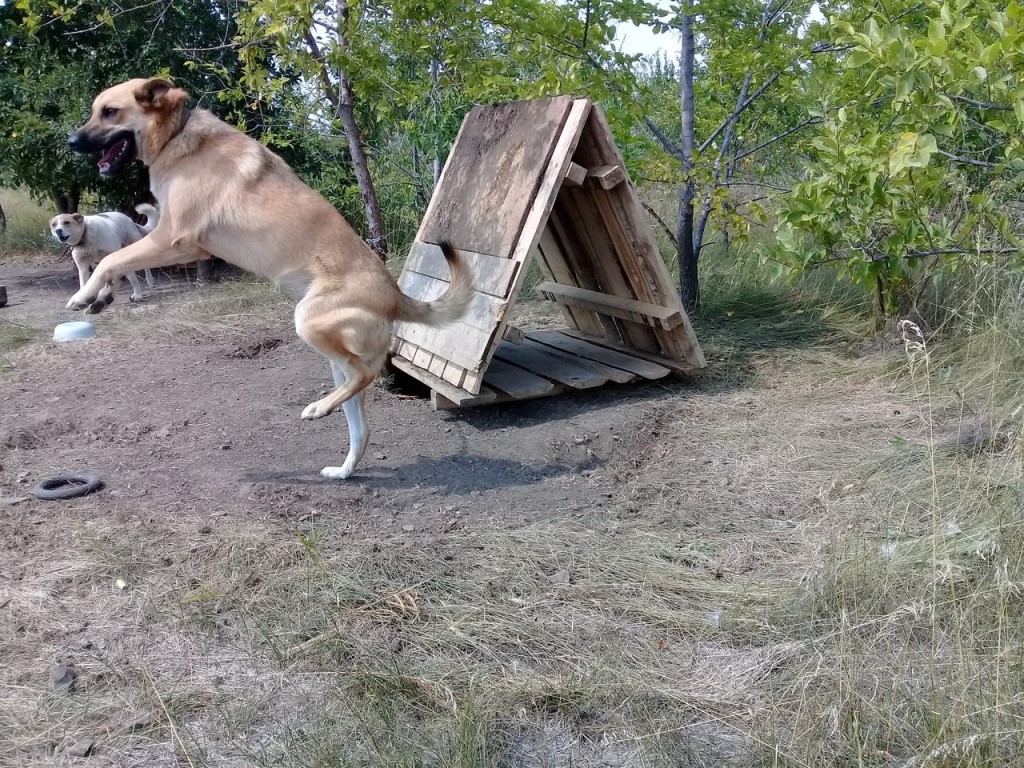 Как приучить собаку жить в будке | блог ветклиники "беланта"