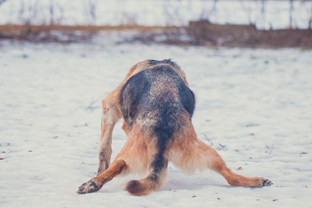 Слабые задние лапы у собаки - что делать? | блог ветклиники "беланта"