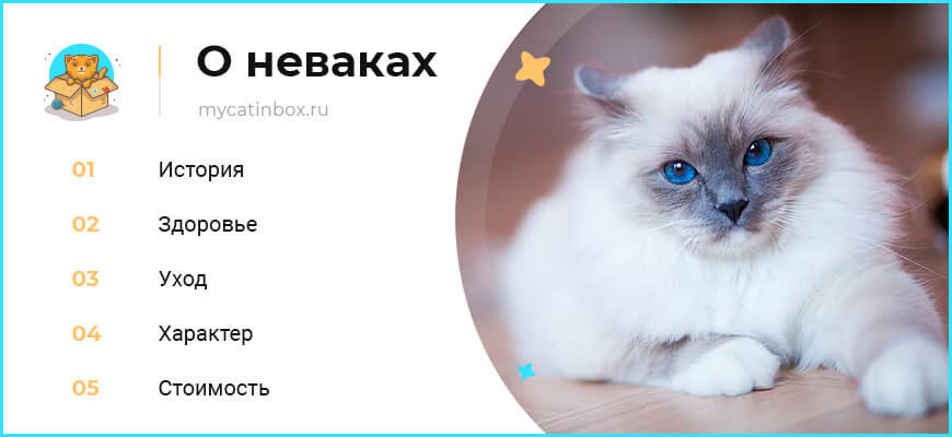 Невская маскарадная кошка: фото, описание породы, характер, здоровье, уход и содержание