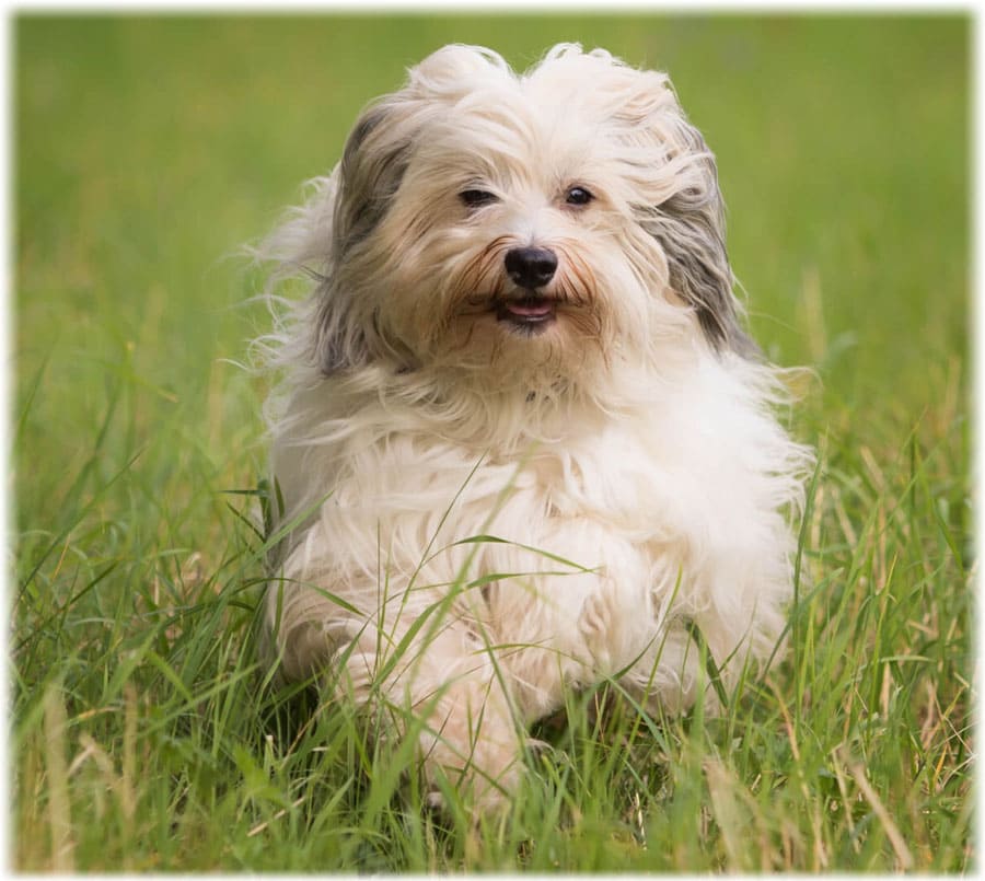 Собака болонка гаванский бишон * стандарт, характеристика, уход, характер, описание породы