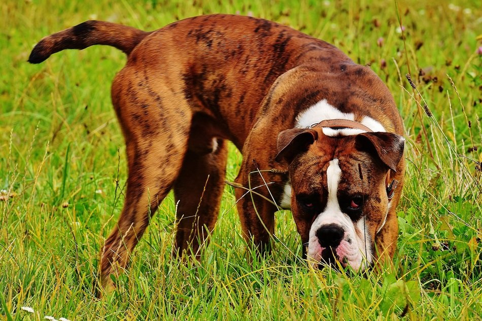 Самые преданные породы собак — топ-10 с фото и описанием