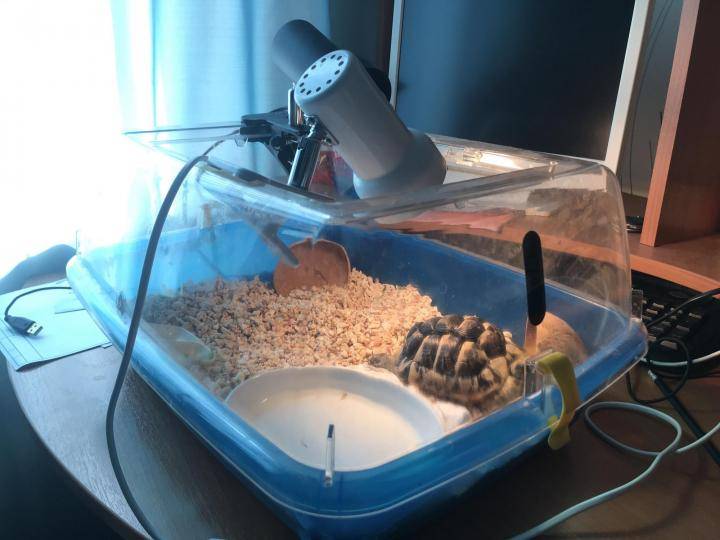 Как сделать террариум для черепахи своими руками