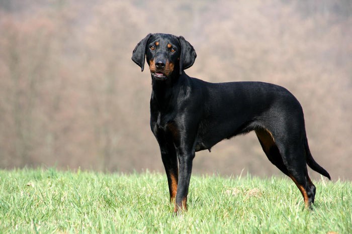 Охотничьи собаки: топ-15 лучших пород с фото и названиями