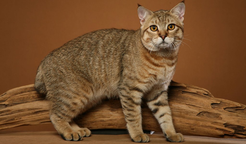 Пикси-боб – кот с внешностью рыси