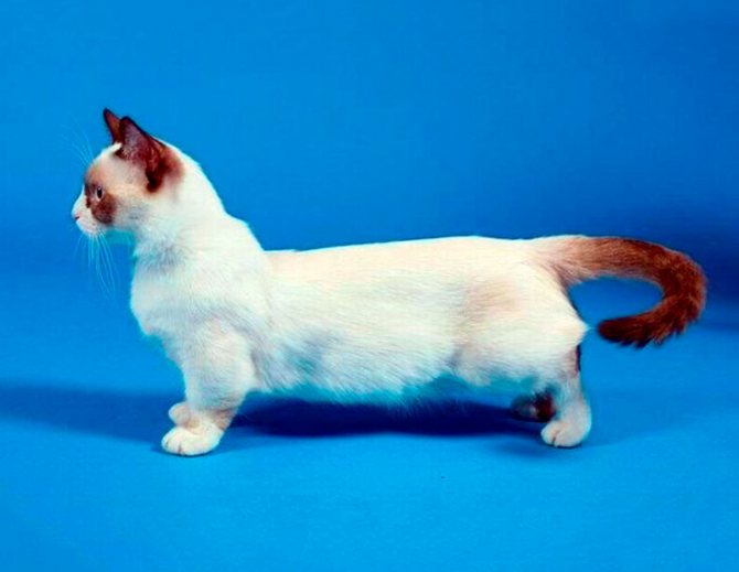 Манчкин коротколапая кошка: фото, цена, описание породы, характер, видео, питомники