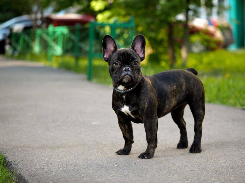 Французский бульдог: описание породы, характер собаки и щенка, фото, цена