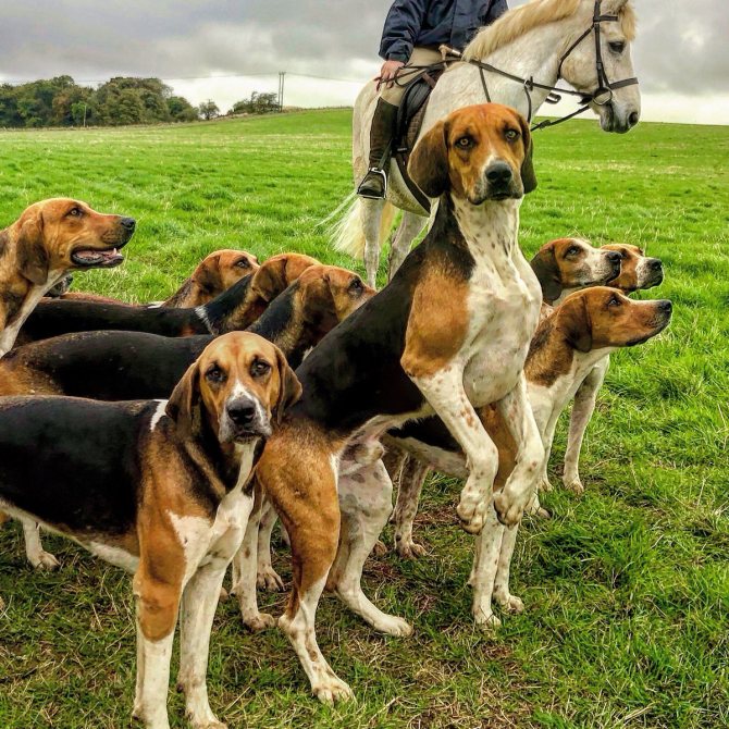 Топ-15 – гончие собаки: лучшие помощники в охоте