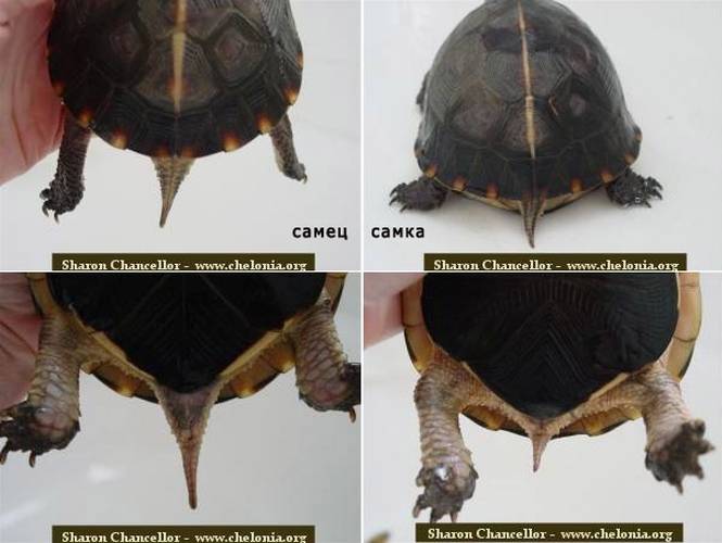Как определить пол черепахи