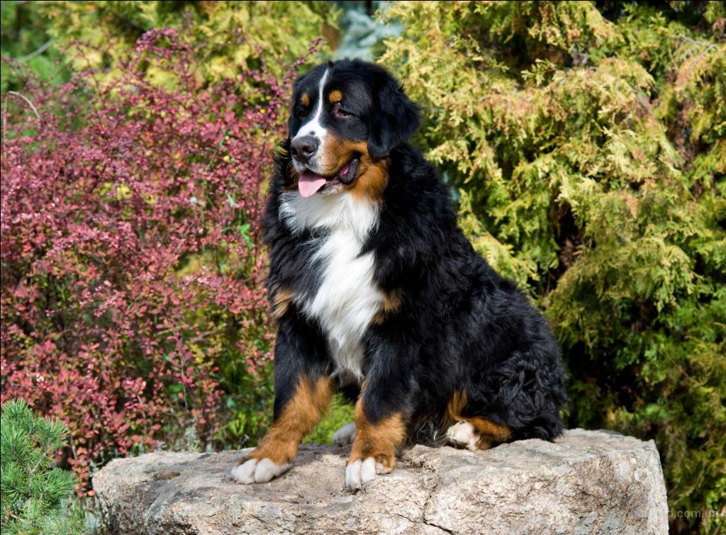 Бернский зенненхунд собака. описание, особенности, уход и цена породы