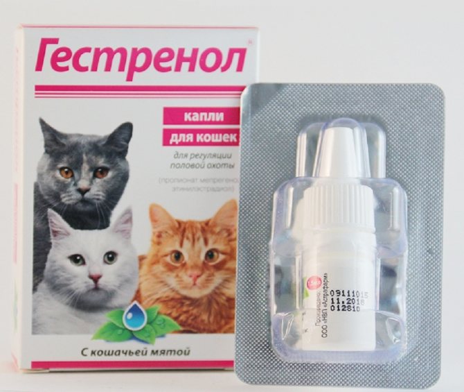 Гестренол – капли и таблетки для кошек и котов: инструкция по применению, полезные советы