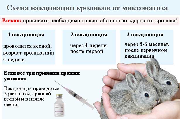 ᐉ комплексная вакцина для кроликов и их прививка - zooon.ru