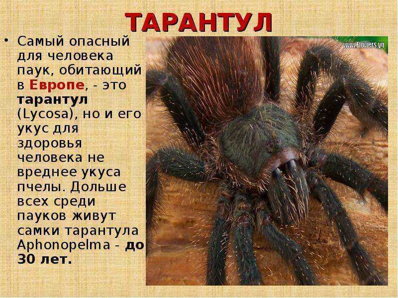 Чем опасен укус паука тарантула (птицееда) для человека