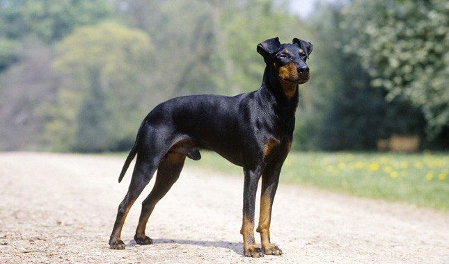 Манчестер терьер собака. описание, особенности, уход и цена манчестер терьера | животный мир