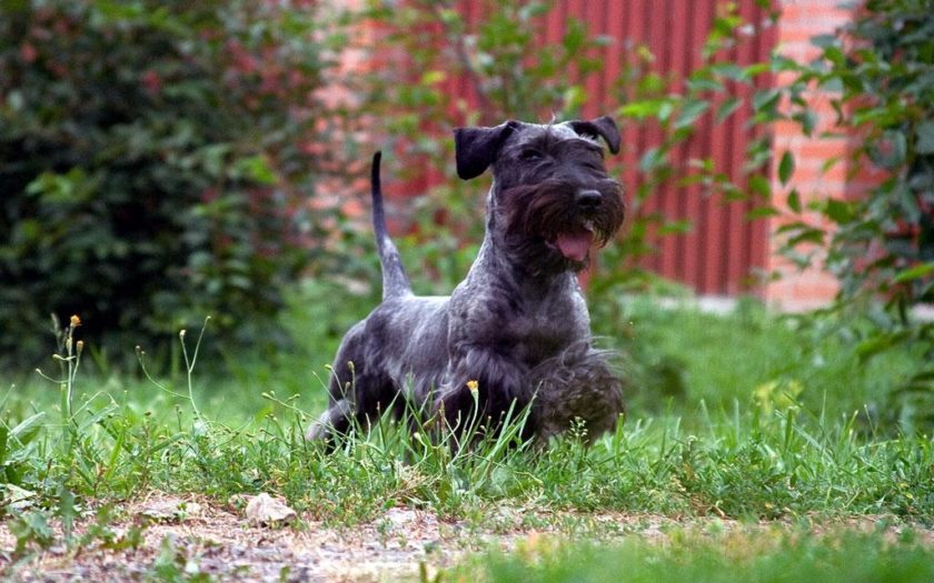 Манчестер терьер: описание породы собак с фото и видео
