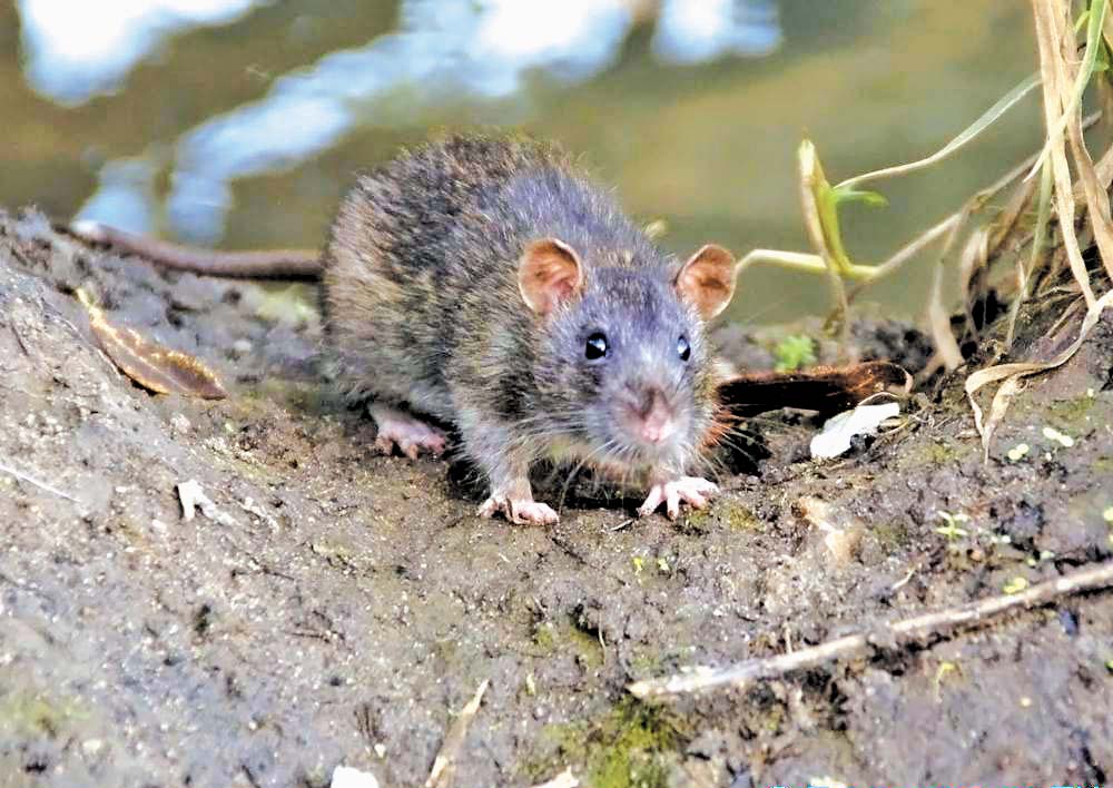 Водяная крыса – описание и особенности грызуна