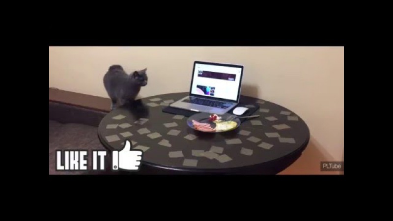 Как отучить кошку лазить по столам? практические советы