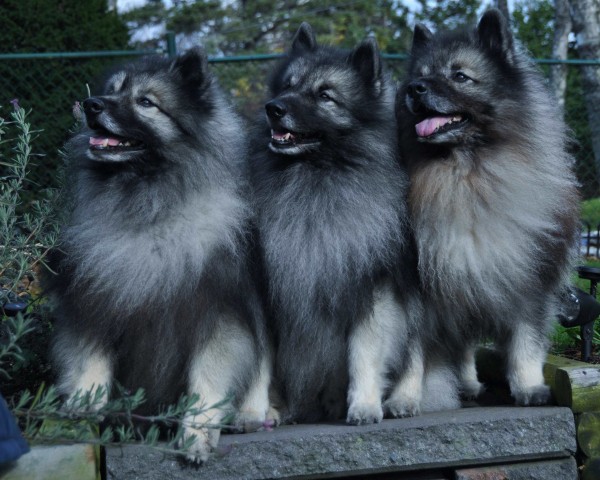 Немецкая волчья собака кеесхонд, описание породы и характер