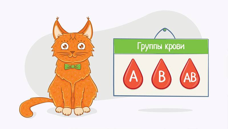 Виды и расшифровка анализов крови у кошки