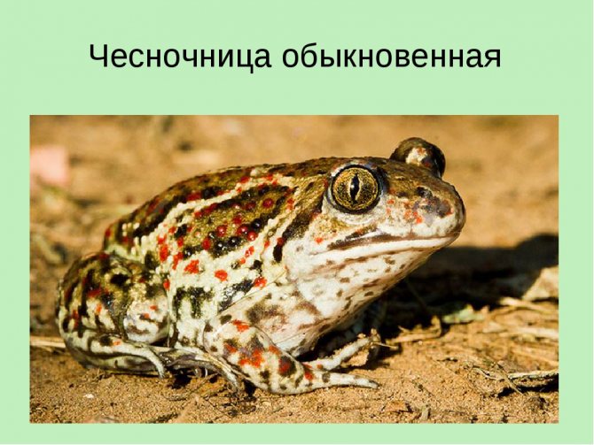Обыкновенная чесночница = pelobates fuscus: икра, размножение, поведение, питание, охота, зимовка