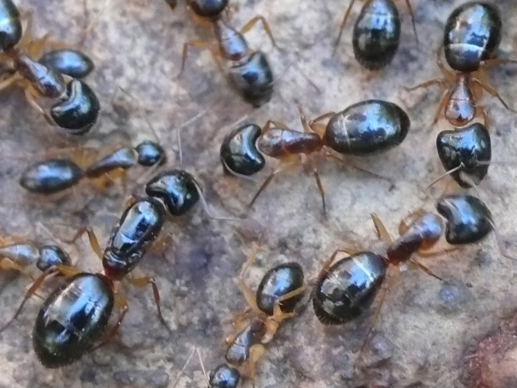 Camponotus saxatilis (золотистоволосый муравей-древоточец) : описание, содержание, кормление, уход