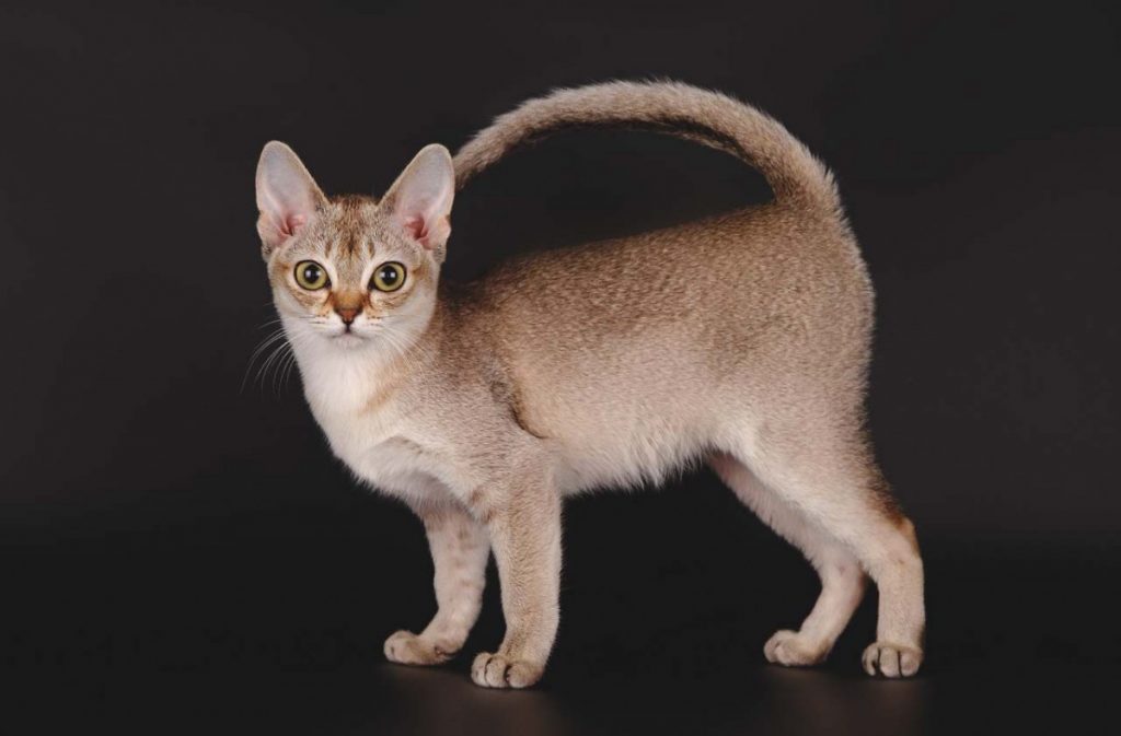 Сингапурская кошка: ( 120 фото) цена, характеристика и стандарты породы, уход, интересные факты и особенности породы