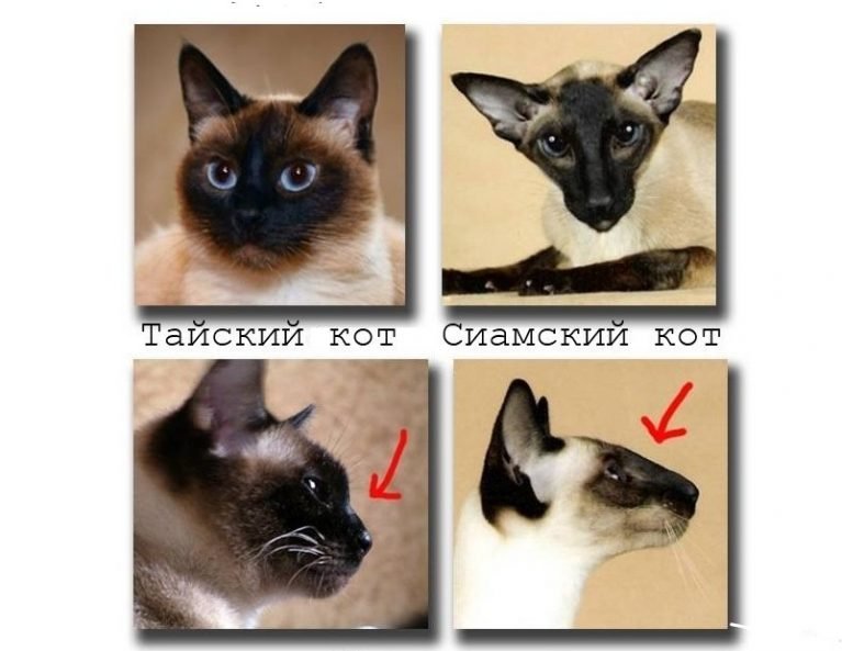Тайская кошка ???? фото, описание, характер, факты, плюсы, минусы кошки ✔