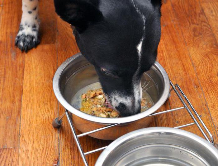 Выбираем рацион для собак: сухой корм или натуральный