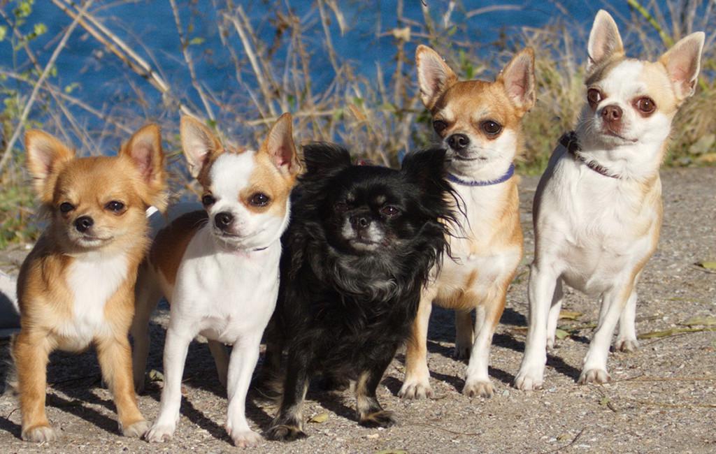 Мини-чихуахуа (58 фото): описание гладкошерстных и длинношерстных взрослых собак. сколько они живут? уход за щенками в домашних условиях