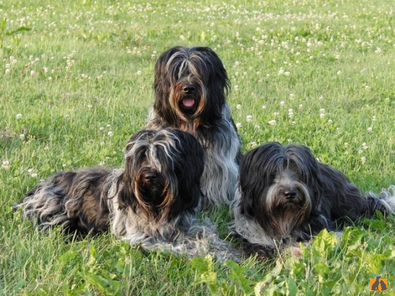 Голландская овчарка - хердер и шапендус: описание собак, фото и цена щенков