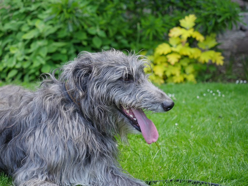 Порода собак дирхаунд (шотландская оленья борзая) - описание, фото, характеристики