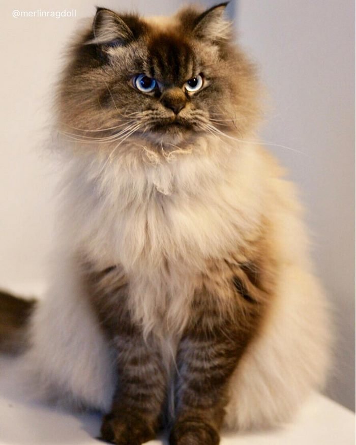 Самая злая порода кошек в мире топ 10 с фото домашних и не только пород котов и котят