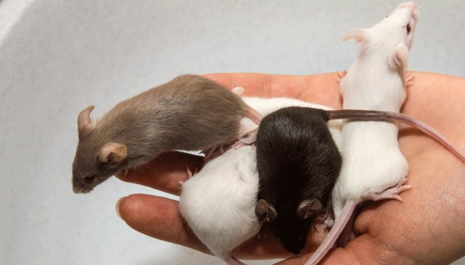 Как ухаживать за новорожденными мышками