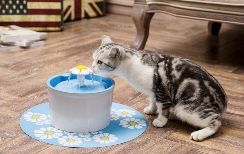 Почему моя кошка не пьет воду?
