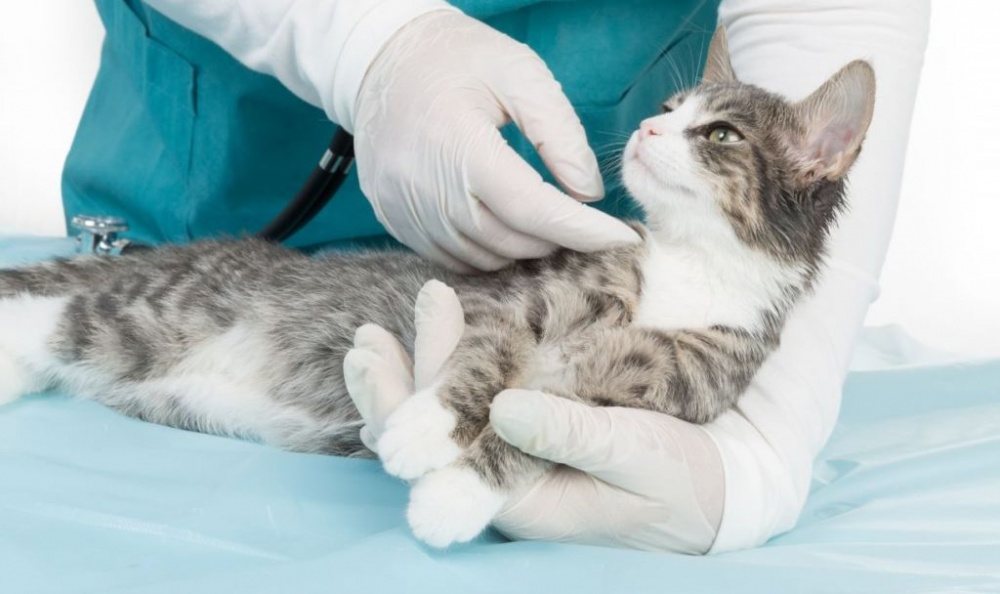 Коронавирусный гастроэнтерит у кошек и собак: причины, разновидности, симптомы, диагностика и лечение