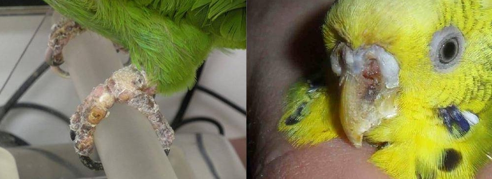Как проявляется очинный клещ у волнистого попугая и методы борьбы с болезнью