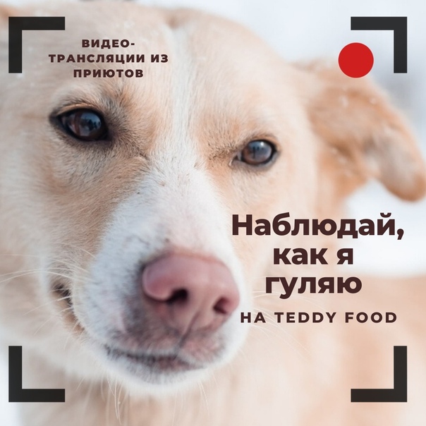 Teddy food: кормите питомца из приюта онлайн и получайте баллы