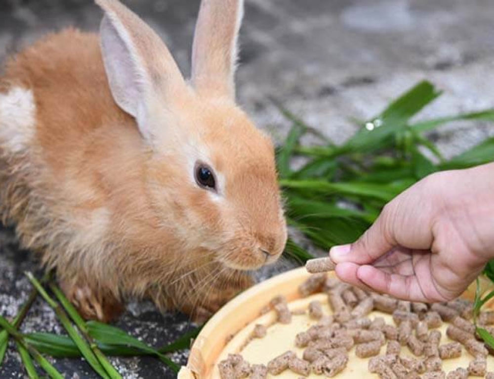 Табу в рационе кроликов: учимся правильно кормить ушастых