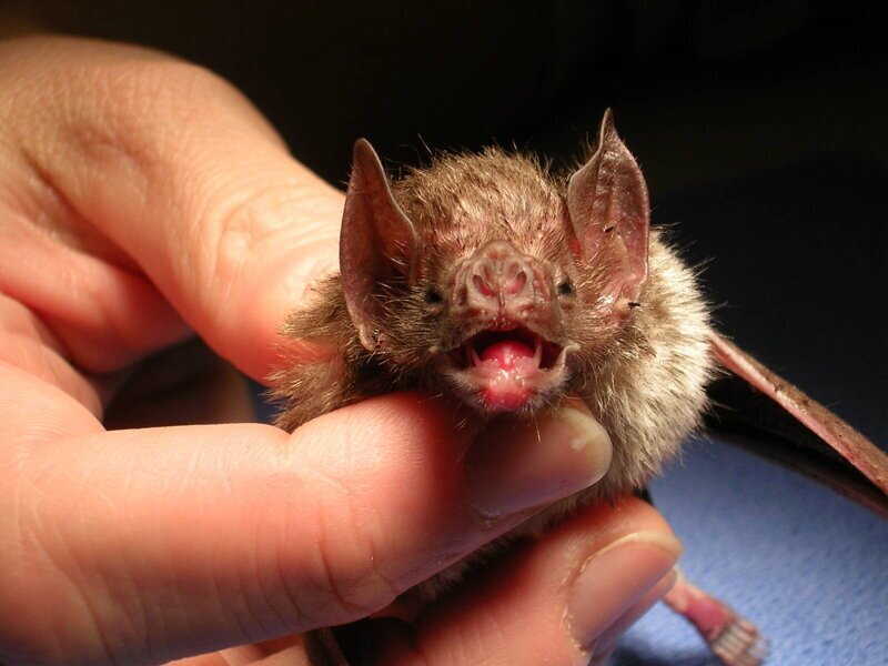 Обыкновенная летучая мышь-вампир - common vampire bat