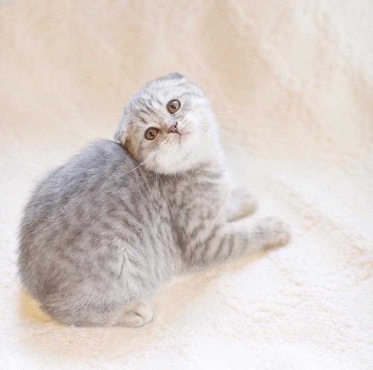 Шотландская вислоухая кошка : содержание дома, фото, купить, видео, цена