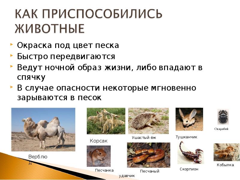 Приспособление животных к жизни в пустыне